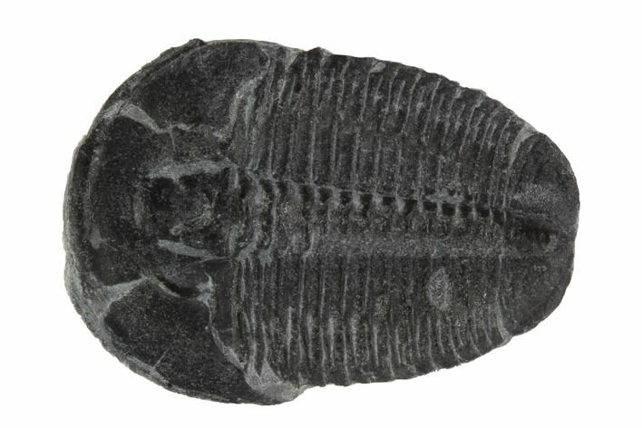 Elrathia Trilobite Fossil - Utah #97093